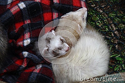 Ferrets rolled up under the blanket Stock Photo