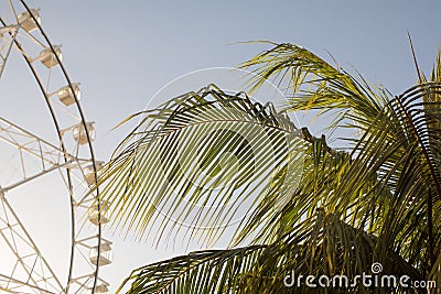 Ferris wheel and palm tree Stock Photo