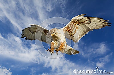 Ferruginous attack Stock Photo