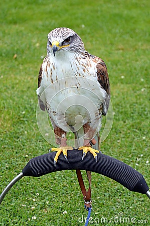 Ferruginous Buzzard Stock Photo