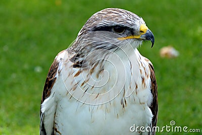 Ferruginous Buzzard Stock Photo