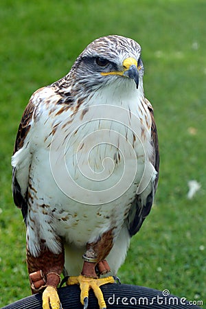 Ferruginous Buzzard Stock Photo