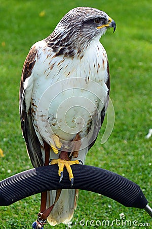 Ferruginous Buzzard Stock Photo