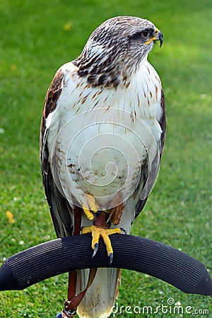 Ferruginous Buzzard Stock Photo