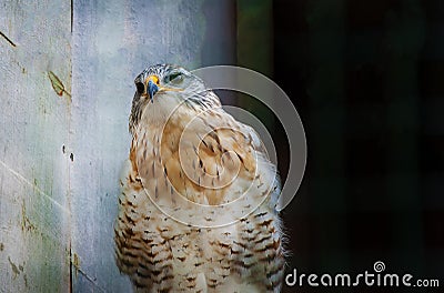 A Ferruginous Buzzard Buteo regalis Stock Photo