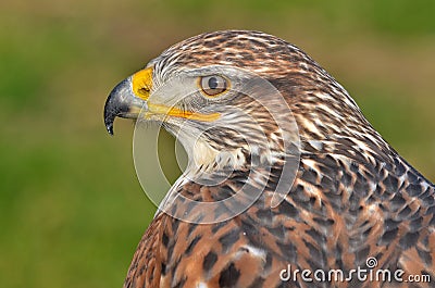 Ferruginous buzzard, Buteo regalis Stock Photo