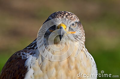 Ferruginous buzzard, Buteo regalis Stock Photo