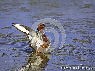 Ferruginous duck 2. Stock Photo