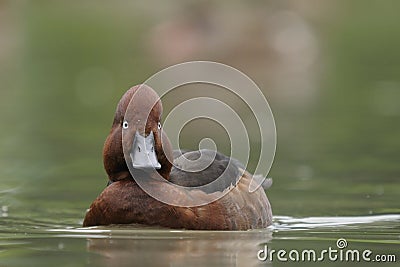 Ferruginous Duck - Aythya nyroca Stock Photo