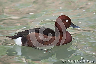 Ferruginous duck Aythya nyroca Stock Photo