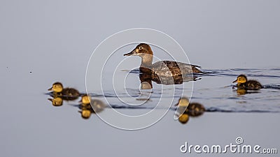 Ferruginous Duck Stock Photo