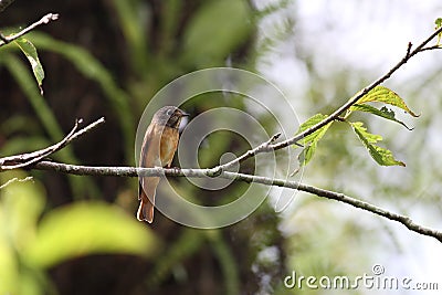 Ferruginous Flycatcher Stock Photo