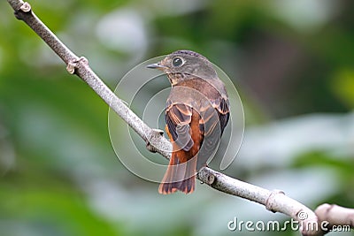 Ferruginous Flycatcher Muscicapa ferruginea Beautiful Birds of Thailand Stock Photo