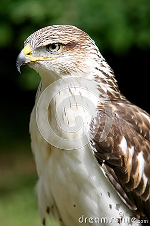 ferruginous hawk Stock Photo