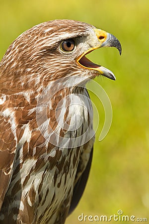 Ferruginous hawk or Butea regalis Stock Photo