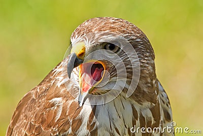 Ferruginous hawk or Butea regalis Stock Photo