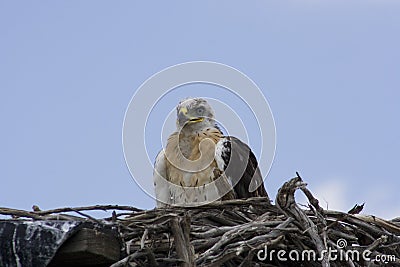 Ferruginous hawk (Buteo regalis) Stock Photo