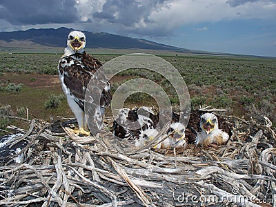 Ferruginous hawk (Buteo regalis) Stock Photo