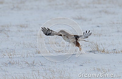 Ferruginous Hawk landing in a snow field Stock Photo