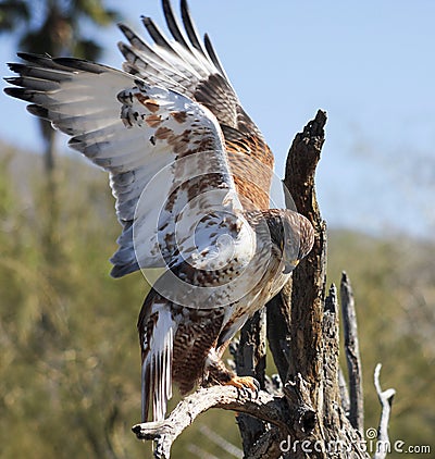 A Ferruginous Hawk on an Old Snag Stock Photo