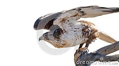 Ferruginous Hawk Stock Photo