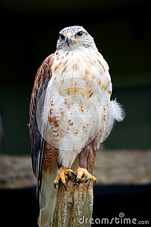 Ferruginous Hawk Portrait Stock Photo