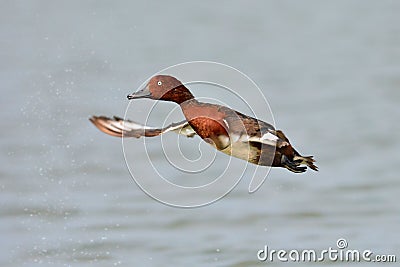 Ferruginous Pochard duck Stock Photo