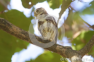 Ferruginous Pygmy-Owl 841066 Stock Photo