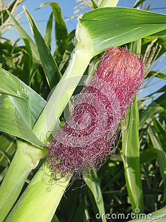 Farm Stock Photo