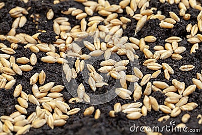 fertile black soil for sowing and growing agricultural plants Stock Photo