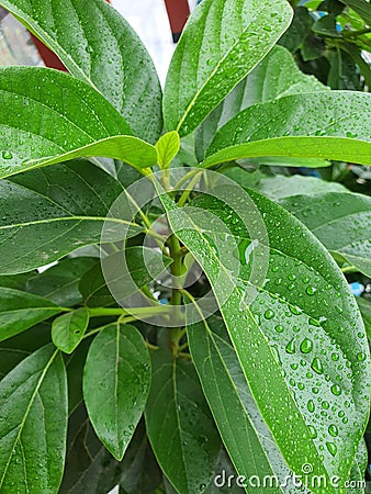 fertile green leaves in the garden Stock Photo