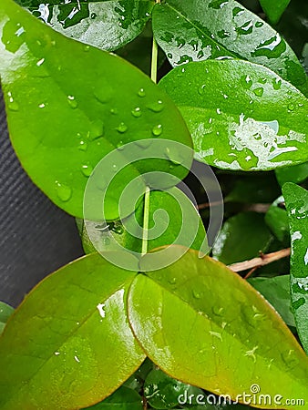 fertile green leaves in the green park Stock Photo