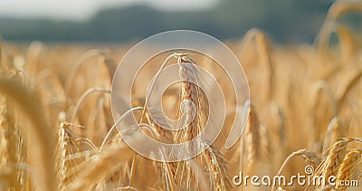 Fertile soil, harvest festival, crop yield. Agriculture industry. Sunset soft light. Wheat field, ears of wheat swaying Stock Photo