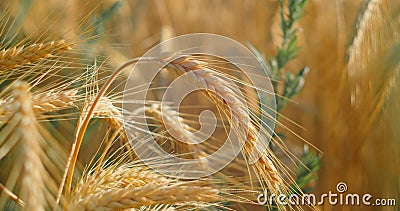 Fertile soil, harvest festival, crop yield. Agriculture industry. Sunset soft light. Wheat field, ears of wheat swaying Stock Photo