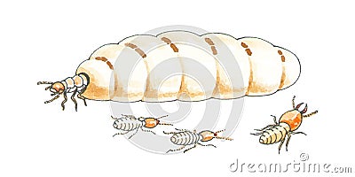 Fertile termite queen Stock Photo