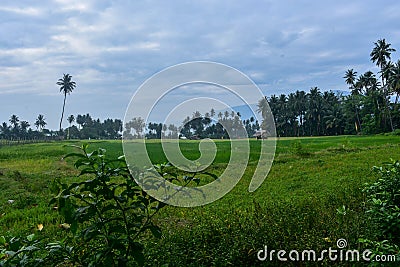 Fertile valley in Kawatuna Central Sulawesi Stock Photo