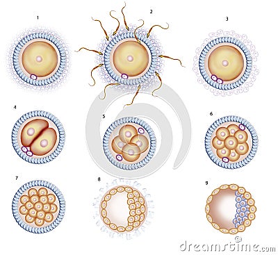 Fertilization of the egg Cartoon Illustration