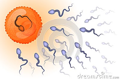 Fertilization of an egg by a sperm Vector Illustration