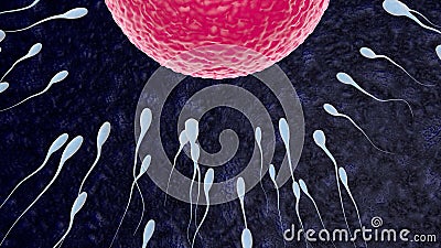 Fertilization is the fusion of haploid gametes egg Stock Photo