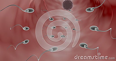 Fertilization in human in 3d animation Stock Photo