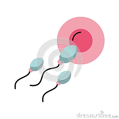 Fertilization of the ovum by the spermatozoon Vector Illustration