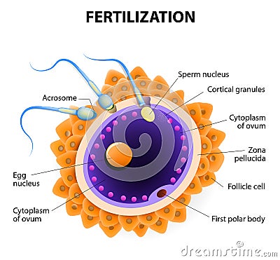 Fertilization. Penetration sperm cell of the Egg Vector Illustration