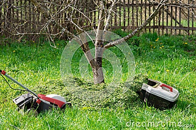 Fertilization of the soil around a fruit tree with trimmed grass Stock Photo