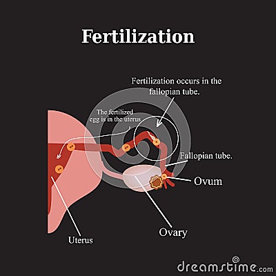 Fertilization. Vector illustration on a black Vector Illustration