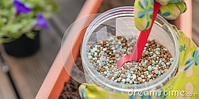 Fertilizer for flowers. Close-up of a gardener's hand in a glove fertilizing flowers in the street. The process of Stock Photo