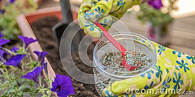 Fertilizer for flowers. Close-up of a gardener& x27;s hand in a glove fertilizing flowers in the street. The process of Stock Photo