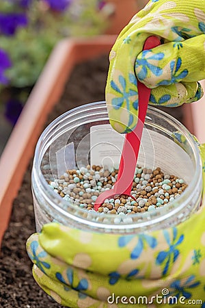 Fertilizer for flowers. Close-up of a gardener& x27;s hand in a glove fertilizing flowers in the street. The process of Stock Photo