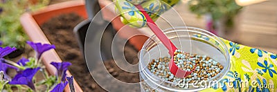 Fertilizer for flowers. Close-up of a gardener's hand in a glove fertilizing flowers in the street. The process of Stock Photo