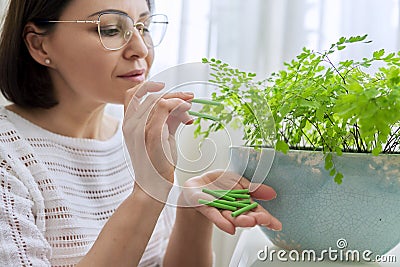 Fertilizer home indoor plants in pots, woman with fertilizer sticks and houseplant Stock Photo