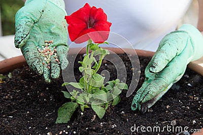 Fertilizing Petunia Flower Stock Photo